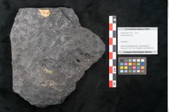 Foto (Objekt + Etikett) von Lepidodendron sp.  (NHMW-GEO-2024-0188-11170)